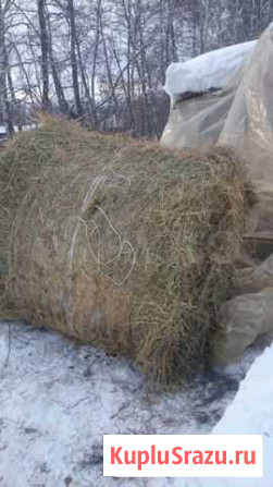 Сено Курск - изображение 1