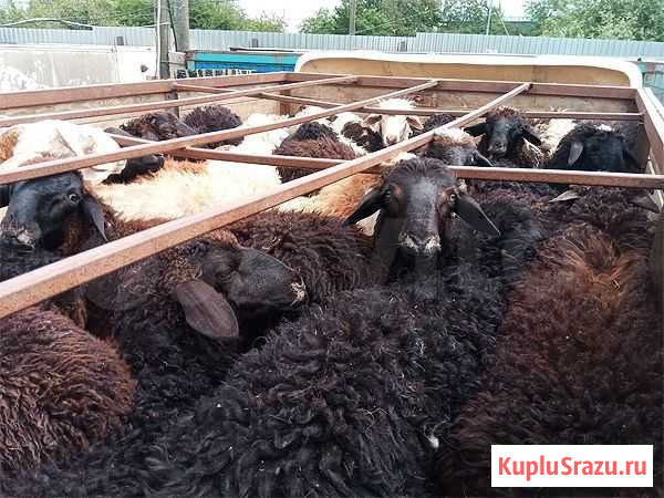 Барашки, овцы курдючных пород Котельники - изображение 1