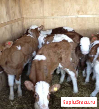 Быки Армавир - изображение 1