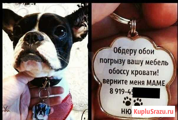 Адресники для любимых питомцев Курск - изображение 1