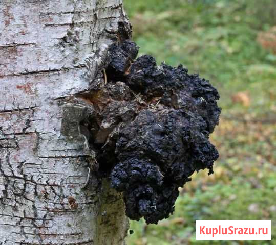 Чага Горно-Алтайск - изображение 1