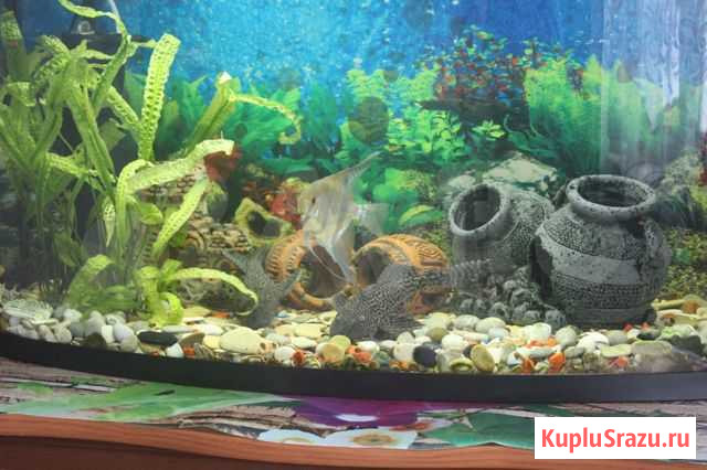 Аквариум 100л Куса - изображение 1
