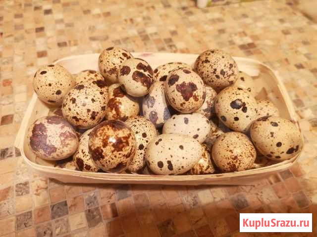 Яйца перепелинные, куриные Обнинск - изображение 1