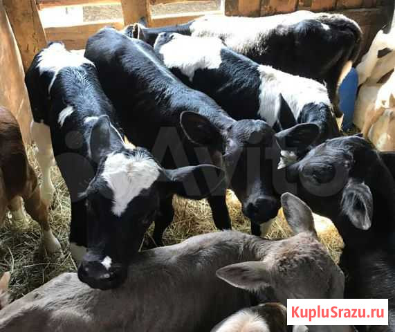 Бычки и телочки. От 1 месяца, до 4х Тбилисская - изображение 1