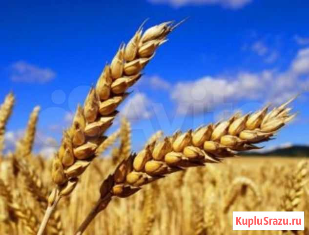 Пшеница Набережные Челны - изображение 1