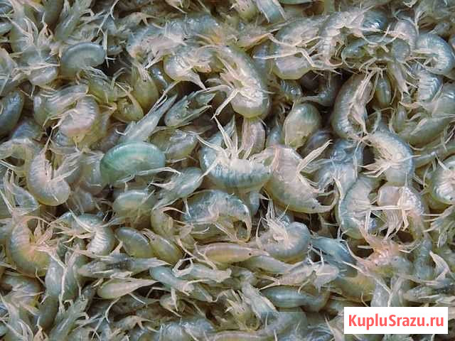 Мормыш живой Звенигород - изображение 1