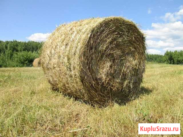 Сено в рулонах Шуя - изображение 1
