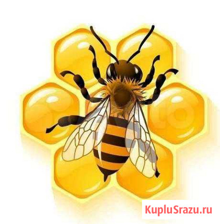 Все для Пчеловодства Лысково - изображение 1