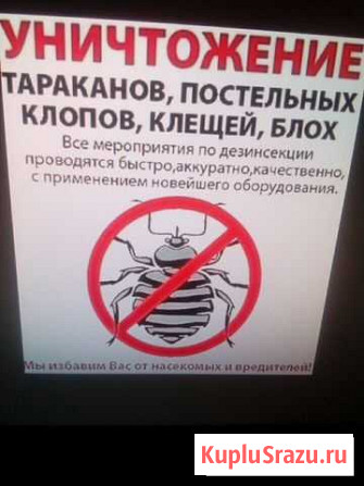 Уничтожение тараканов и клопов.И других насекомых Шипуново - изображение 1