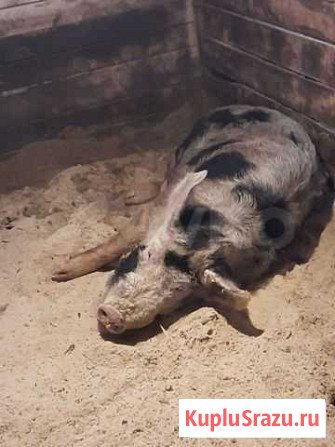 Хряк порода ландрас Первомайский - изображение 1