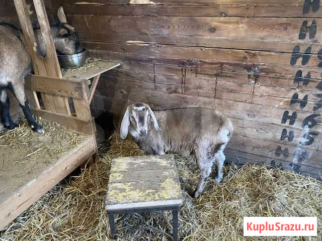 Нубийская козочка 100 Иркутск - изображение 1