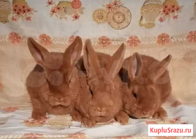 Кролики Ишим - изображение 1