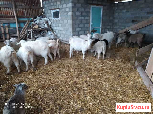 Козы Анди - изображение 1