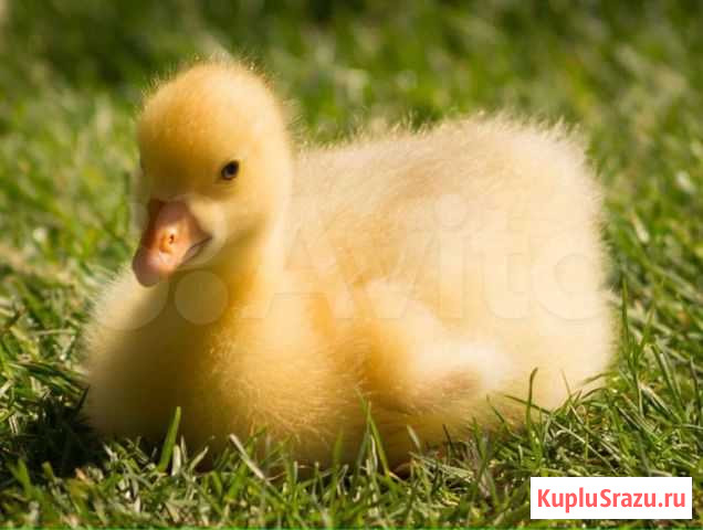 Гусята суточные Камское Устье - изображение 1