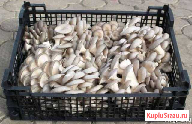 Грибы вешенка Коломна - изображение 1