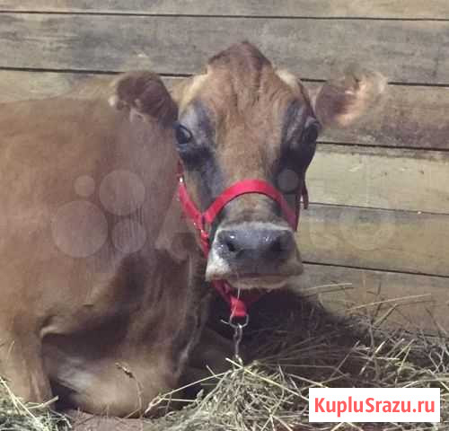 Коровье молоко от Джерси Пушкино - изображение 1