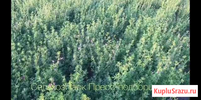 Люцерна 2000 тюков. и солома 2000 тюков по 150 Левокумское - изображение 1