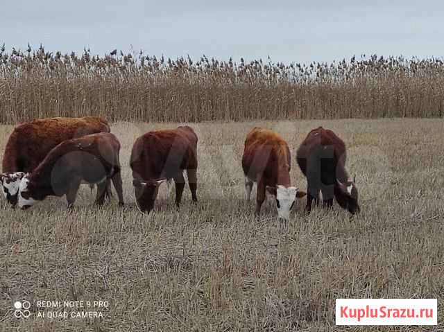 Бычки Гудермес - изображение 1