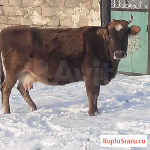 Корова Каменка - изображение 1