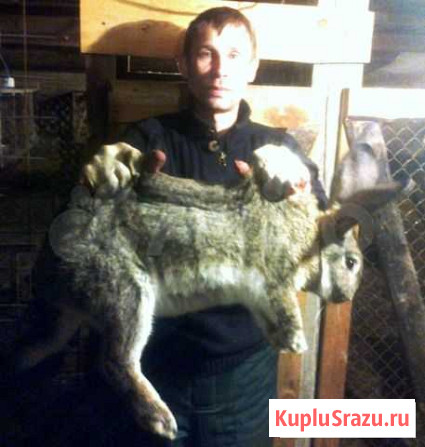 Кролики крупные Чита - изображение 1