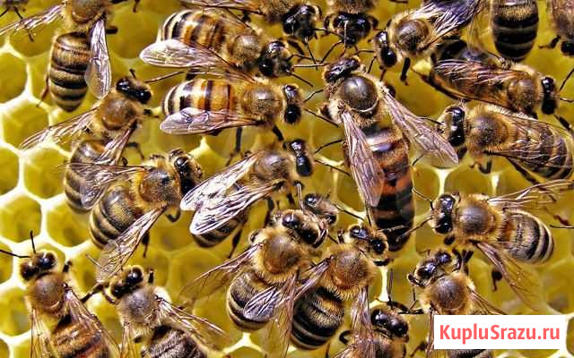 Продам пчелосемьи Арзамас - изображение 1