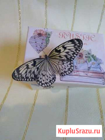 Живые бабочки Пермь - изображение 1