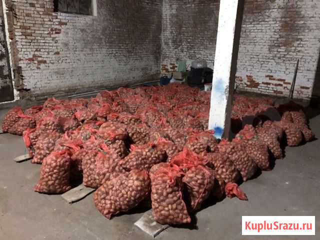 Продам картофель урожай 2020 Суворов - изображение 1