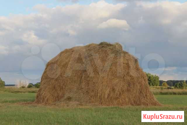 Продам сено Серафимовский - изображение 1