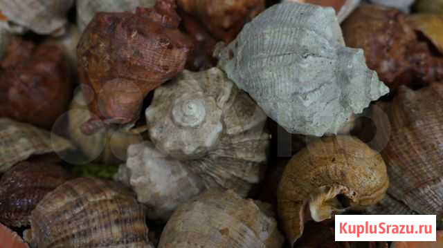 Морские ракушки Ростов-на-Дону - изображение 1