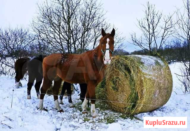 Продажа сена Киржач - изображение 1