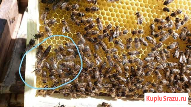 Пчелопакеты опт Бершеть - изображение 1