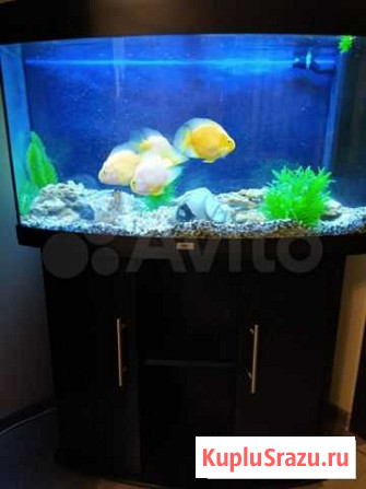 Аквариум Juwel aquarium с тумбой Щёлково - изображение 1