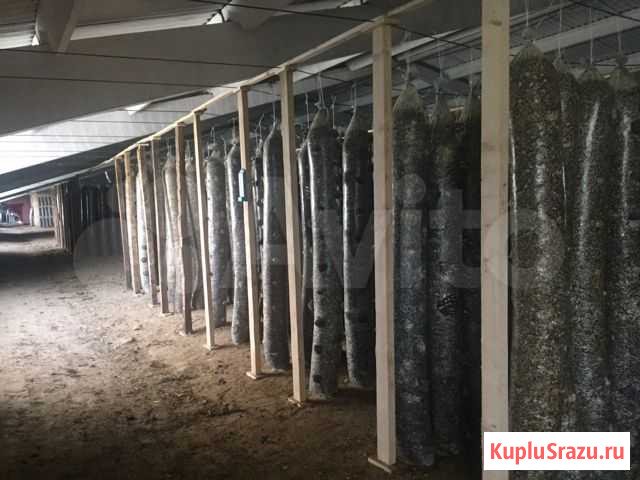 Грибное производство 2500 кв Краснодар Москва - изображение 1