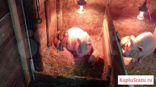 Мини пиги Калининград - изображение 1