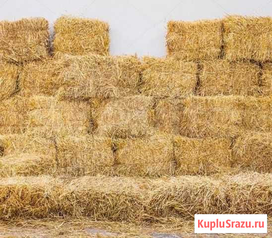 Солома в тюках (Бесплатная доставка) Видное - изображение 1