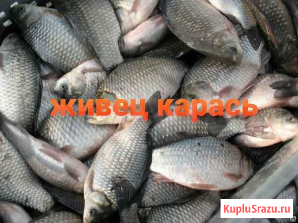 Живец, в наличии карась, плотва, густера, живец в Гатчина - изображение 1