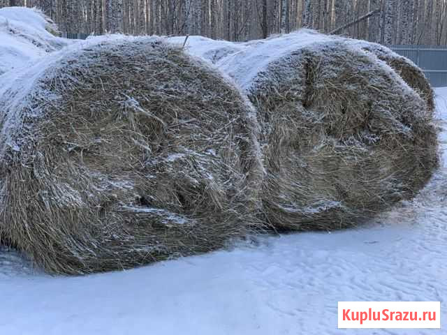Сено в тюках 2020 года по 500 кг Тюмень - изображение 1