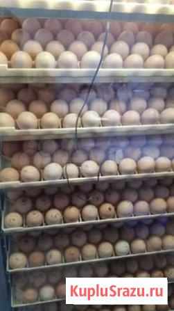 Цыплята бройлеры Кобб 500, индюшки Волосово - изображение 1