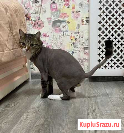 Стрижка кошек Ноябрьск - изображение 1