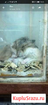 Хомяки Павловский Посад - изображение 1