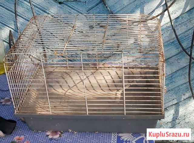 Клетка Кропоткин - изображение 1