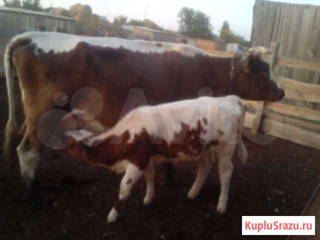 Продам корову с телёнком Старая Полтавка - изображение 1