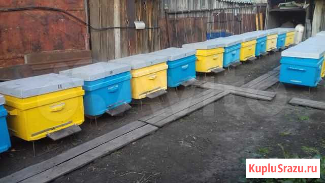 Пчелы пасека Исилькуль - изображение 1