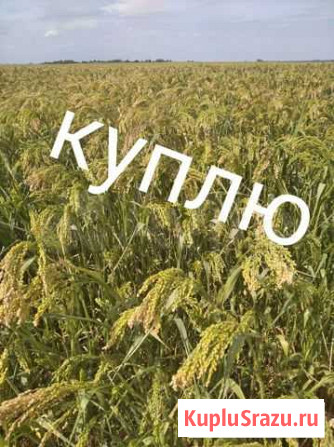 Просо Пески - изображение 1
