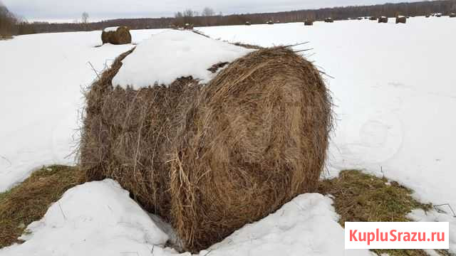 Сено экологически чистое Юхнов - изображение 1