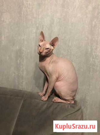 Донской Сфинкс вязка Екатеринбург - изображение 1