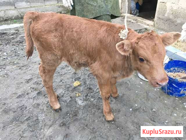Бычок Кизляр - изображение 1