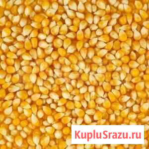 Кукуруза Черкесск - изображение 1