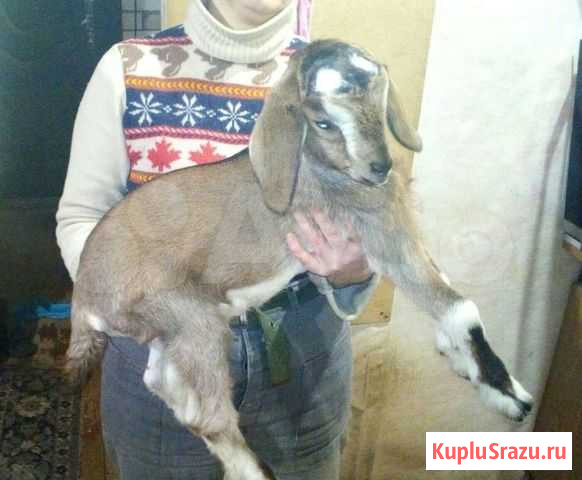 Нубийские козлики Ржев - изображение 1
