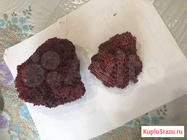 Коралл для аквариума Жуковский - изображение 1